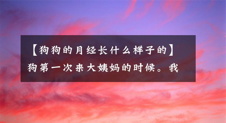 【狗狗的月经长什么样子的】狗第一次来大姨妈的时候。我承认看到一块地的血时惊慌失措。文章配图