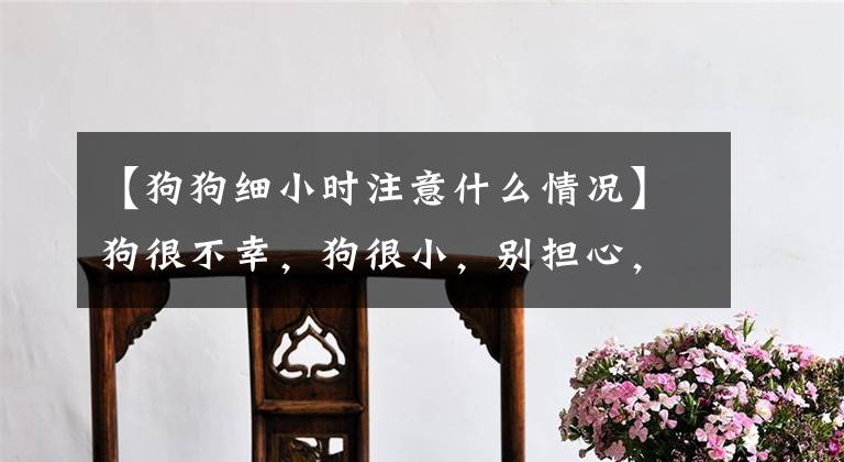 【狗狗细小时注意什么情况】狗很不幸，狗很小，别担心，做到这5点就行了。文章配图