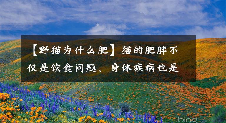【野猫为什么肥】猫的肥胖不仅是饮食问题，身体疾病也是肥胖的重要原因文章配图