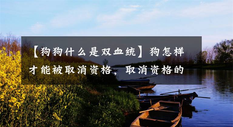 【狗狗什么是双血统】狗怎样才能被取消资格，取消资格的狗才能得到爱？文章配图