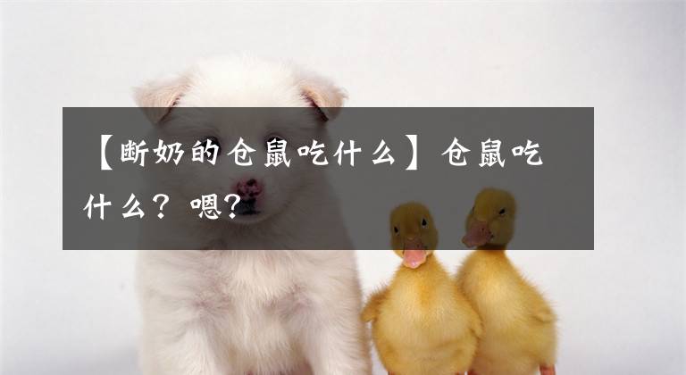 【断奶的仓鼠吃什么】仓鼠吃什么？嗯？