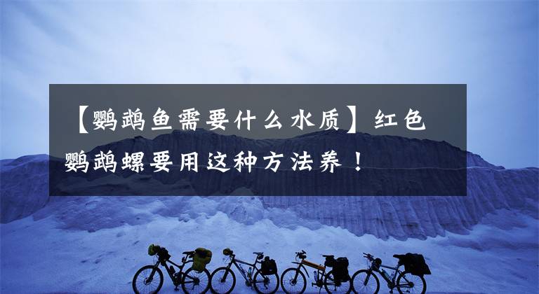 【鹦鹉鱼需要什么水质】红色鹦鹉螺要用这种方法养！文章配图