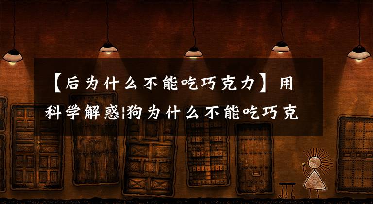【后为什么不能吃巧克力】用科学解惑|狗为什么不能吃巧克力文章配图