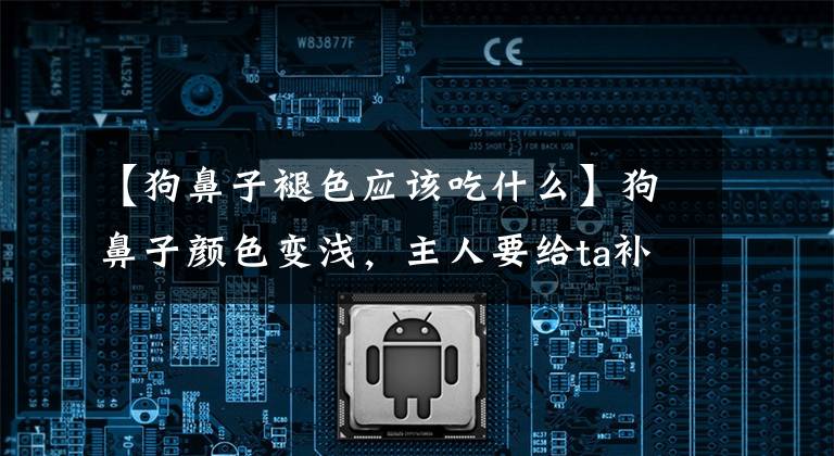 【狗鼻子褪色应该吃什么】狗鼻子颜色变浅，主人要给ta补充这些！文章配图