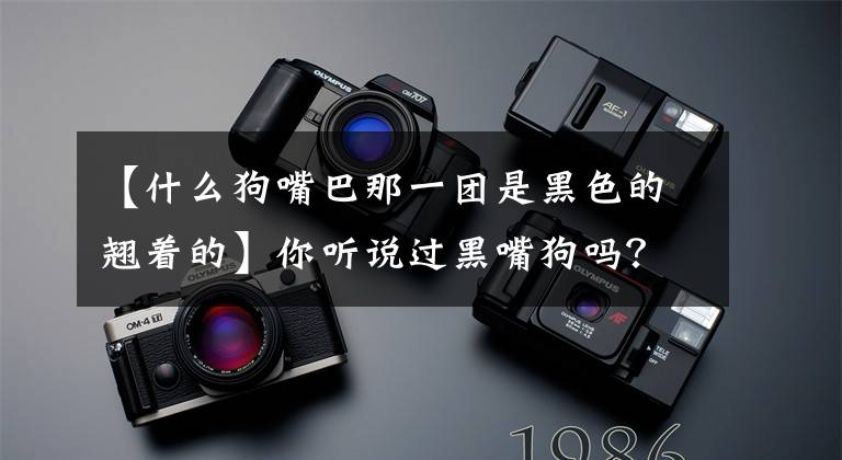 【什么狗嘴巴那一团是黑色的翘着的】你听说过黑嘴狗吗？这不仅是外貌的特征，也是一种外国犬种文章配图
