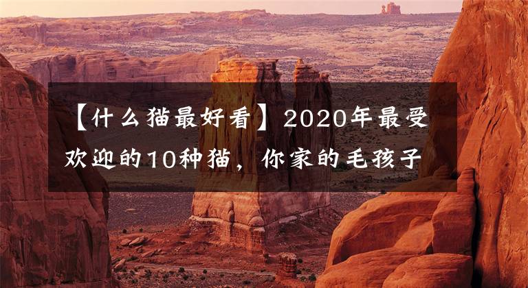 【什么猫最好看】2020年最受欢迎的10种猫，你家的毛孩子榜上有名吗？文章配图