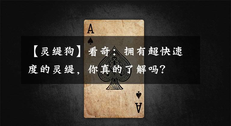 【灵缇狗】看奇：拥有超快速度的灵缇，你真的了解吗？