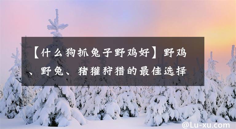 【什么狗抓兔子野鸡好】野鸡、野兔、猪獾狩猎的最佳选择，山丘上必不可少的中小型猎犬