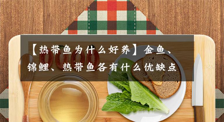 【热带鱼为什么好养】金鱼、锦鲤、热带鱼各有什么优缺点？文章配图