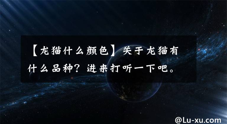 【龙猫什么颜色】关于龙猫有什么品种？进来打听一下吧。文章配图