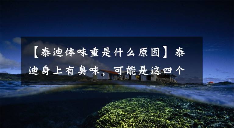 【泰迪体味重是什么原因】泰迪身上有臭味，可能是这四个部位引起的祸。主人可以检查。文章配图