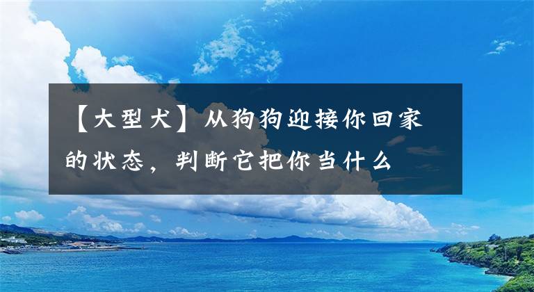 【大型犬】从狗狗迎接你回家的状态，判断它把你当什么