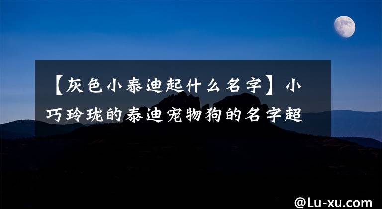 【灰色小泰迪起什么名字】小巧玲珑的泰迪宠物狗的名字超经典-可爱之处