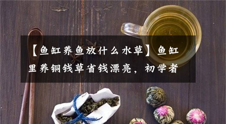 【鱼缸养鱼放什么水草】鱼缸里养铜钱草省钱漂亮，初学者也能养好。文章配图