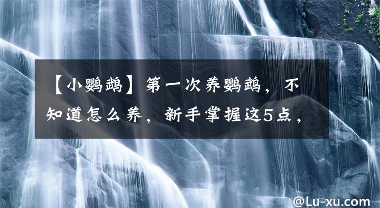 【小鹦鹉】第一次养鹦鹉，不知道怎么养，新手掌握这5点，轻轻松松养