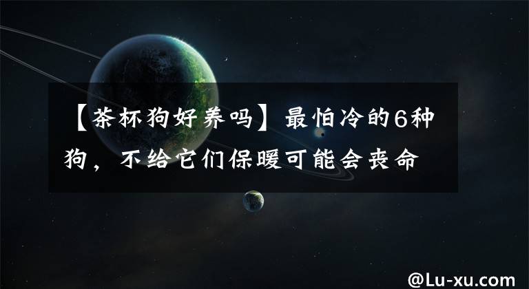 【茶杯狗好养吗】最怕冷的6种狗，不给它们保暖可能会丧命