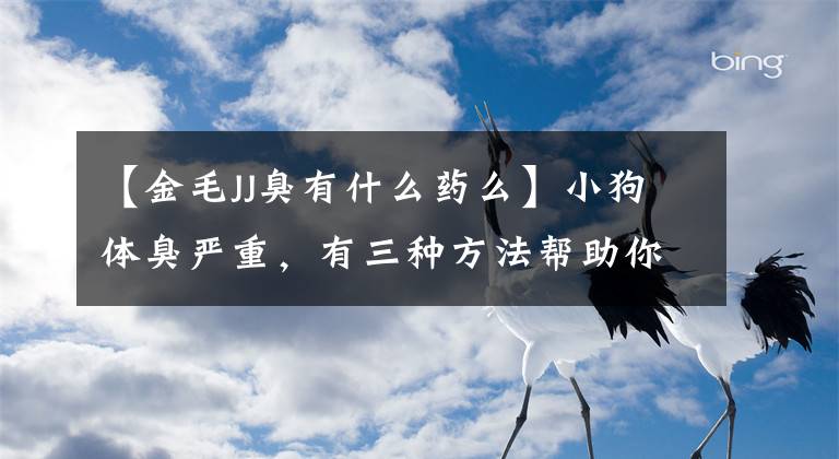 【金毛JJ臭有什么药么】小狗体臭严重，有三种方法帮助你消除。文章配图