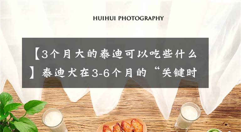 【3个月大的泰迪可以吃些什么】泰迪犬在3-6个月的“关键时期”，宠主该如何照顾？文章配图