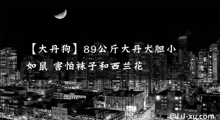 【大丹狗】89公斤大丹犬胆小如鼠 害怕袜子和西兰花