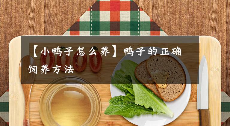 【小鸭子怎么养】鸭子的正确饲养方法