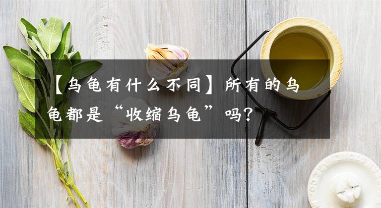 【乌龟有什么不同】所有的乌龟都是“收缩乌龟”吗？文章配图