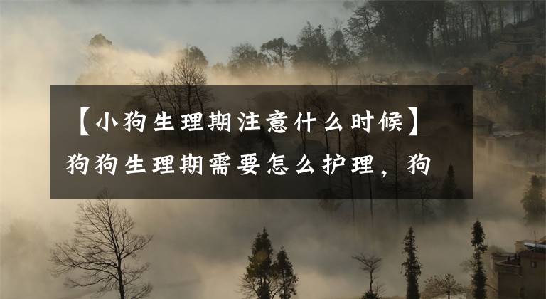 【小狗生理期注意什么时候】狗狗生理期需要怎么护理，狗狗经期要注意什么？文章配图