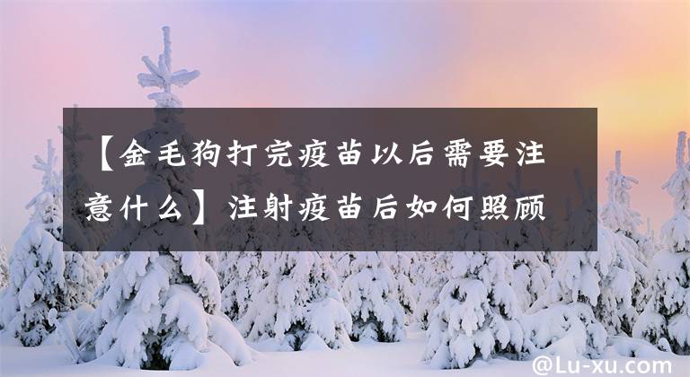 【金毛狗打完疫苗以后需要注意什么】注射疫苗后如何照顾狗？文章配图