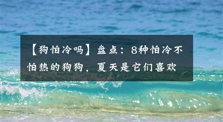 【狗怕冷吗】盘点：8种怕冷不怕热的狗狗，夏天是它们喜欢的季节