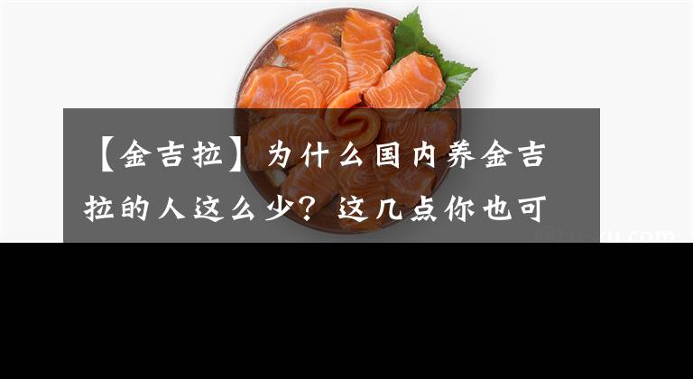 【金吉拉】为什么国内养金吉拉的人这么少？这几点你也可能无法接受