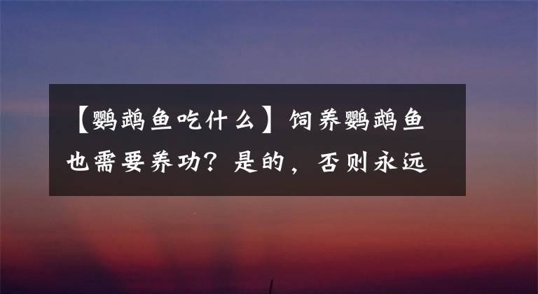 【鹦鹉鱼吃什么】饲养鹦鹉鱼也需要养功？是的，否则永远没有状态、也不会红