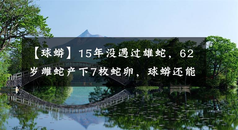 【球蟒】15年没遇过雄蛇，62岁雌蛇产下7枚蛇卵，球蟒还能无性繁殖？