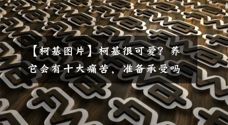 【柯基图片】柯基很可爱？养它会有十大痛苦，准备承受吗？