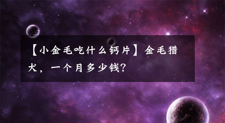 【小金毛吃什么钙片】金毛猎犬，一个月多少钱？文章配图