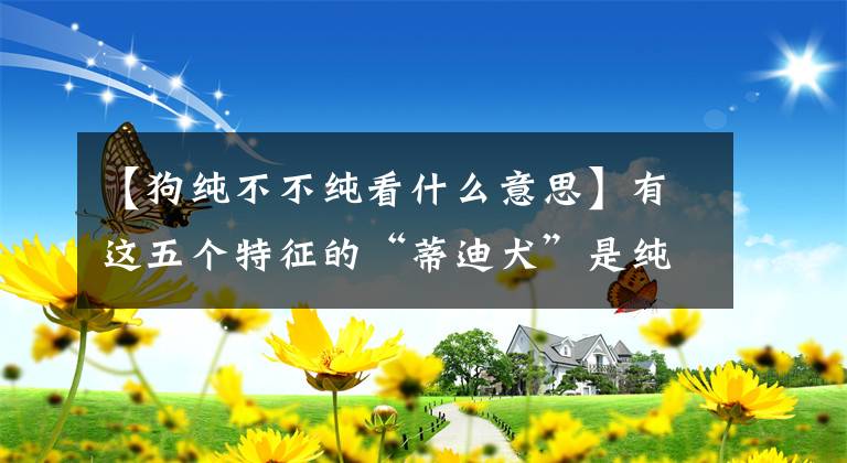 【狗纯不不纯看什么意思】有这五个特征的“蒂迪犬”是纯种的文章配图