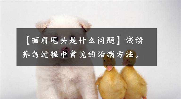 【画眉甩头是什么问题】浅谈养鸟过程中常见的治病方法。文章配图