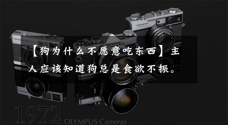 【狗为什么不愿意吃东西】主人应该知道狗总是食欲不振。大部分是这7个原因文章配图