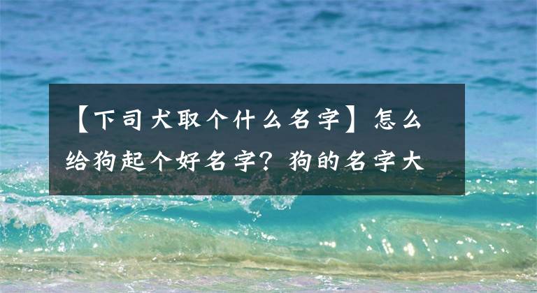 【下司犬取个什么名字】怎么给狗起个好名字？狗的名字大战！愤怒文章配图
