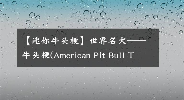 【迷你牛头梗】世界名犬——牛头梗(American Pit Bull Terrier)