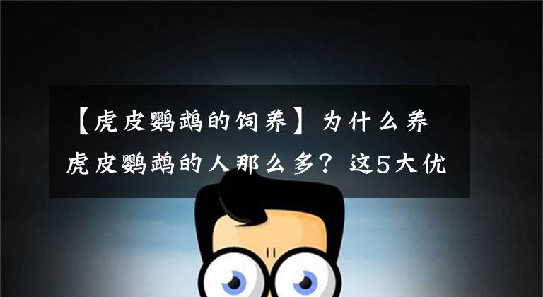 【虎皮鹦鹉的饲养】为什么养虎皮鹦鹉的人那么多？这5大优点，才是真正的原因