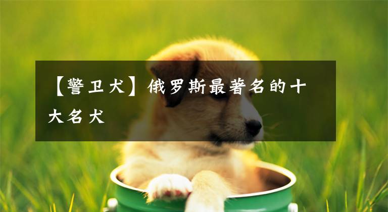 【警卫犬】俄罗斯最著名的十大名犬