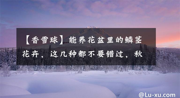 【香雪球】能养花盆里的鳞茎花卉，这几种都不要错过，秋季种下春季就开花