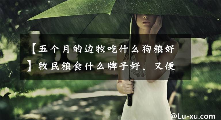 【五个月的边牧吃什么狗粮好】牧民粮食什么牌子好，又便宜文章配图
