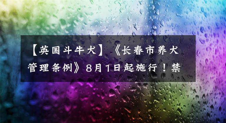 【英国斗牛犬】《长春市养犬管理条例》8月1日起施行！禁止携带犬只乘坐除出租车以外公共交通工具 同时公布禁养犬名录