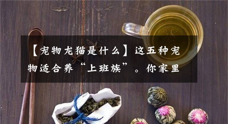 【宠物龙猫是什么】这五种宠物适合养“上班族”。你家里养过吗？文章配图