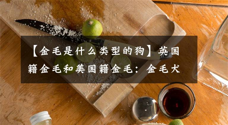【金毛是什么类型的狗】英国籍金毛和美国籍金毛：金毛犬实际上分为两类？#个明星#文章配图