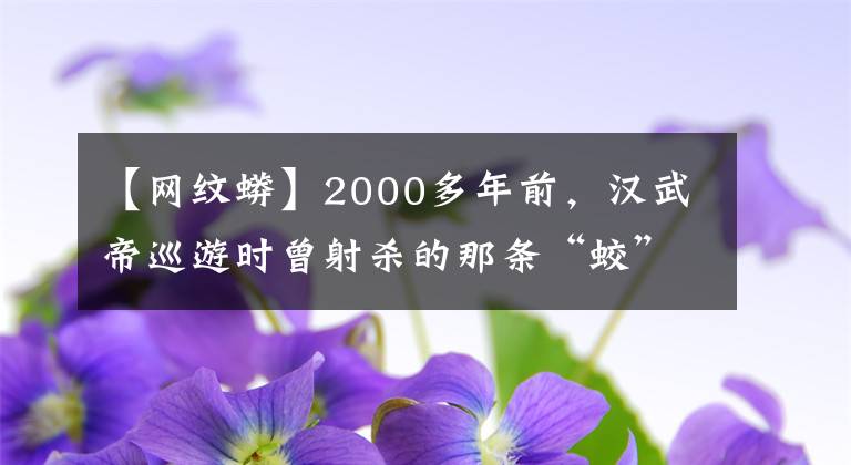 【网纹蟒】2000多年前，汉武帝巡游时曾射杀的那条“蛟”，究竟是什么动物？