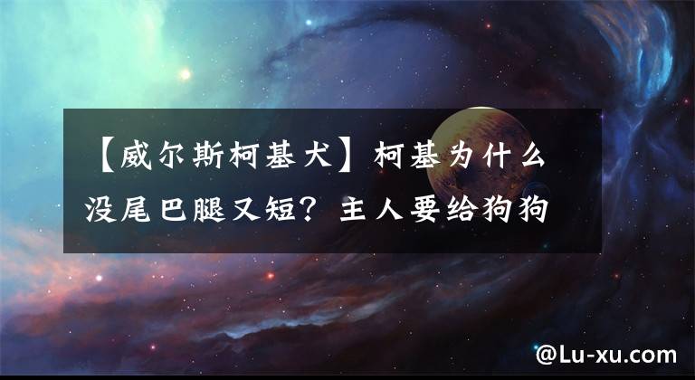 【威尔斯柯基犬】柯基为什么没尾巴腿又短？主人要给狗狗断尾？其实不断尾也狠可爱