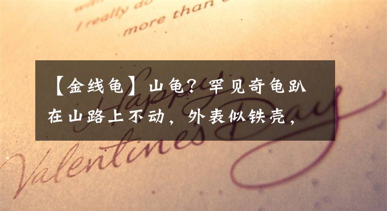 【金线龟】山龟？罕见奇龟趴在山路上不动，外表似铁壳，是一级保护动物？