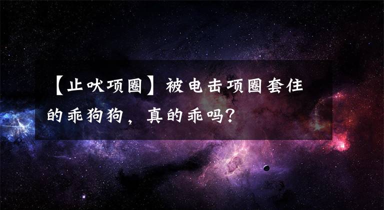 【止吠项圈】被电击项圈套住的乖狗狗，真的乖吗？