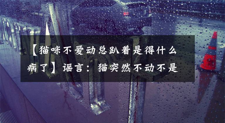【猫咪不爱动总趴着是得什么病了】谣言：猫突然不动不是性格变化。各位屎官要注意猫关节炎文章配图